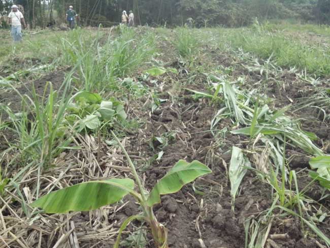 6 corinto siembra destruid