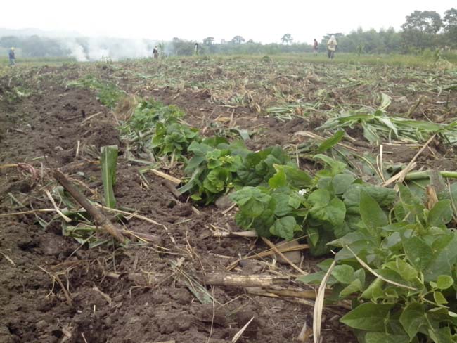 8 corinto siembra destruid