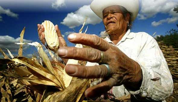 CAMPESINADO-COLOMBIANO-SOBERANIA-ALIMENTARIA-PAZ