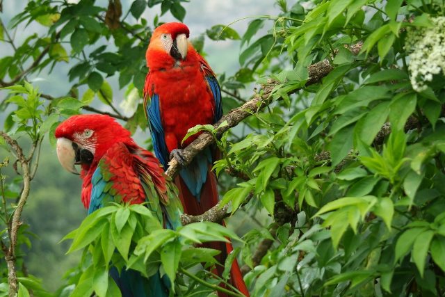 Colombia-biodiversidad-2-baja