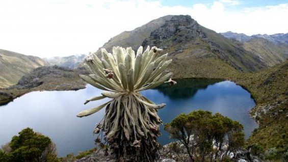 Paramo de Santurban 565x318