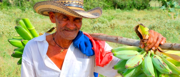 alejandro guzman economia norte cauca campesino