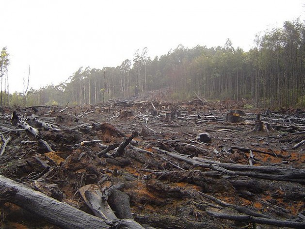 bosque
