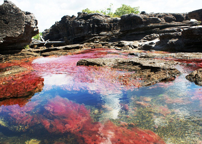 cano-cristales-82