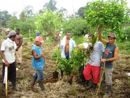 erradocacion coca nariño