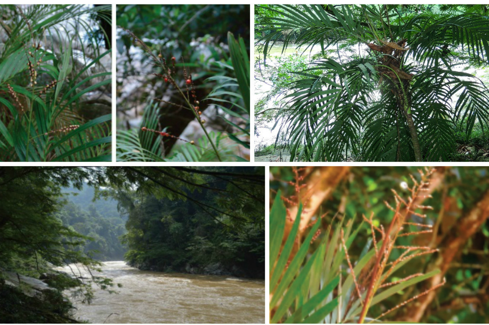 fotorcreated palmas editado