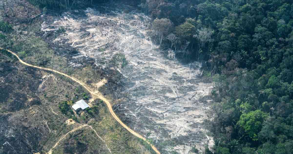 deforestacion amazonas2