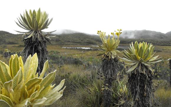 paramos